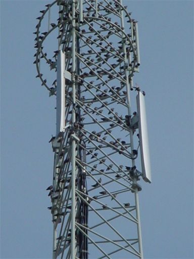 webfoto gsm mast met spreeuwen